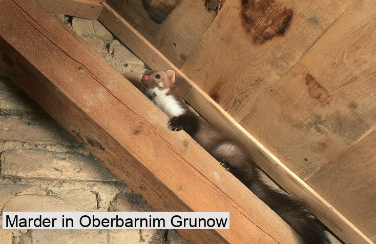 Marder in Oberbarnim Grunow